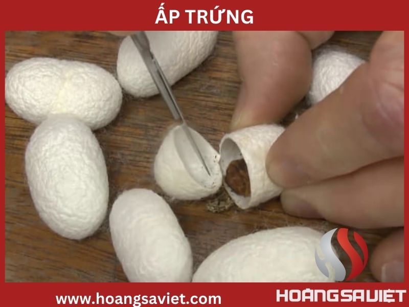 Quá trình ấp trứng tắm Quá trình ấp trứng tắm