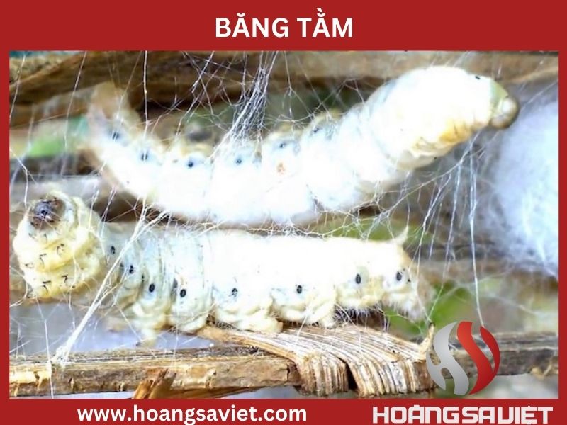 Băng tằm Băng tằm