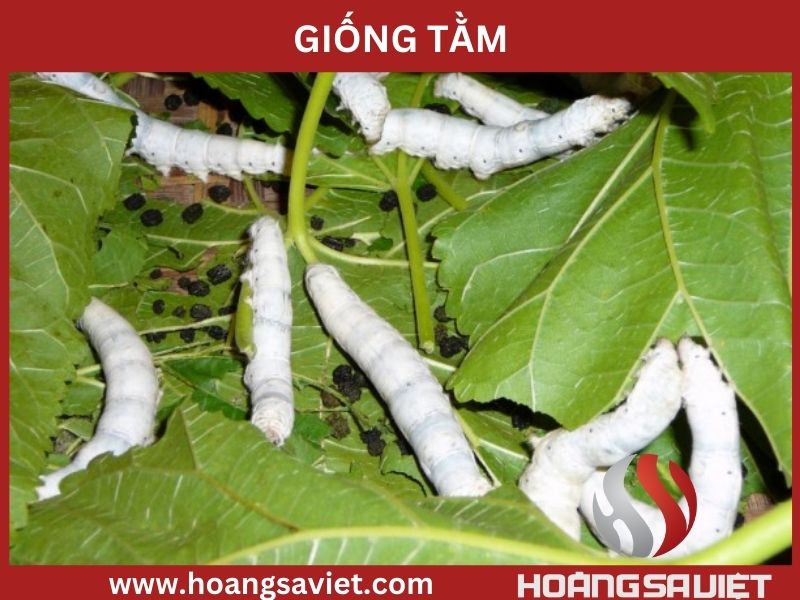 Giống tằm