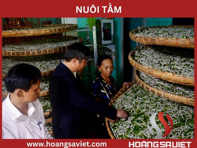 Nuôi tằm Nuôi tằm