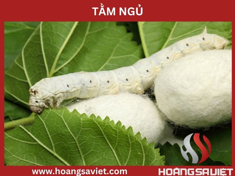 Tằm ăn, ngủ Tằm ăn, ngủ