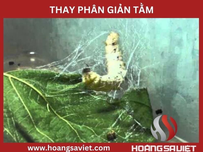 Thay Phân Giản Tằm Thay Phân Giản Tằm