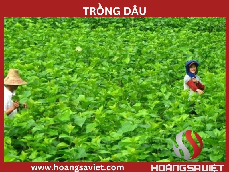 Trồng và chăm sóc dâu Trồng và chăm sóc dâu