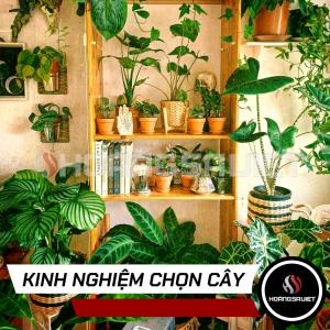 Kinh Nghiệm Chọn Cây Trồng Trong Nhà Giúp Thanh Lọc Không Khí Kinh Nghiệm Chọn Cây Trồng Trong Nhà Giúp Thanh Lọc Không Khí